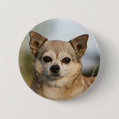 ChihuahuaHeadshot Button (Vorderseite)