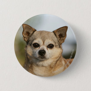 ChihuahuaHeadshot Button
