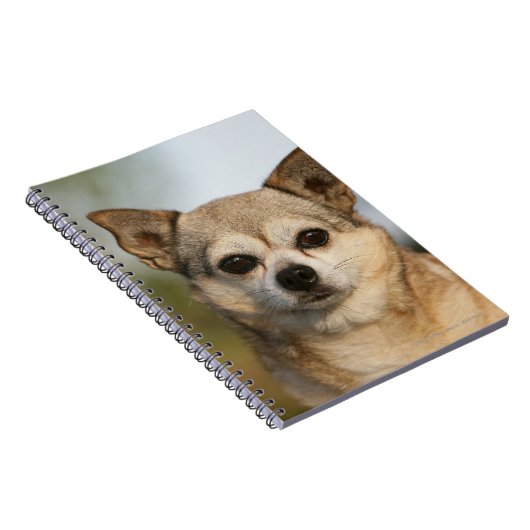 ChihuahuaHeadshot Notizblock (Rechte Seite)