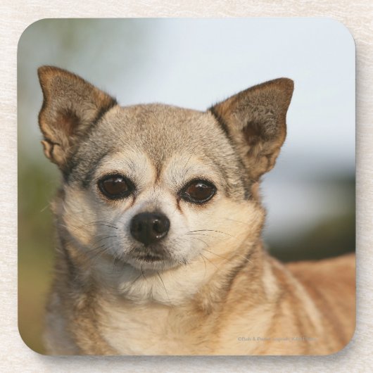 ChihuahuaHeadshot Untersetzer (Vorderseite)