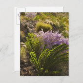 Chihuahuahuan-Wüste-Pflanze in Blüte Postkarte (Vorne/Hinten)