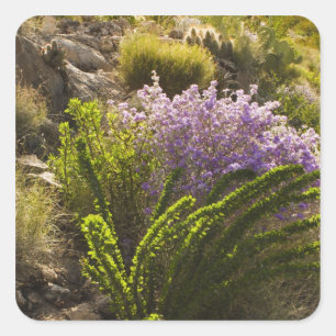Chihuahuahuan-Wüste-Pflanze in Blüte Quadratischer Aufkleber
