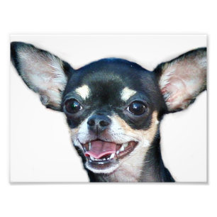 Chihuahuahund Fotodruck
