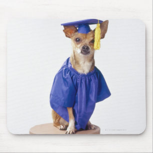 Chihuahuahundetragende Abschlussuniform, Studio Mousepad