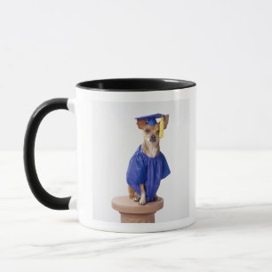 Chihuahuahundetragende Abschlussuniform, Studio Tasse