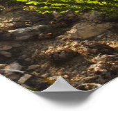 Chihuahuan desert plants in bloom poster (Ecke)