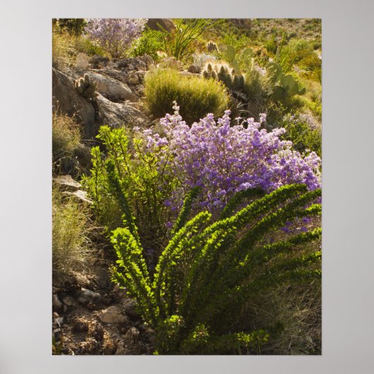 Chihuahuan desert plants in bloom poster (Vorne)