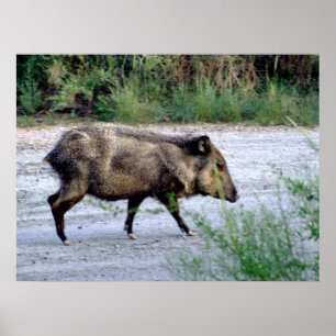 Chihuahuan Wüsten-Szene 10 javelina Poster