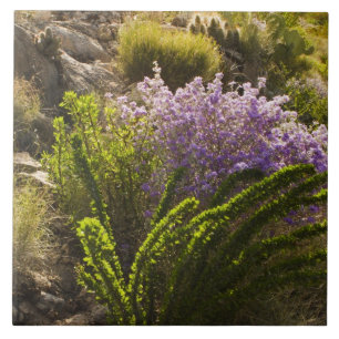 Chihuahuan-Wüstenpflanzen in Blüte Fliese