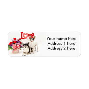 Chihuahuas, Blume und Liebe