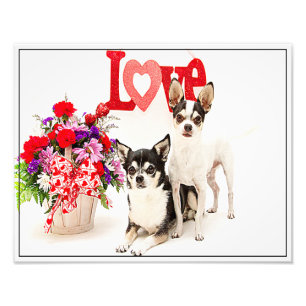 Chihuahuas, Blume und Liebe Fotodruck