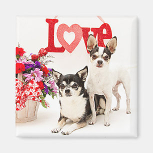 Chihuahuas, Blume und Liebe Magnet