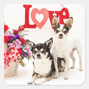 Chihuahuas, Blume und Liebe Quadratischer Aufkleber