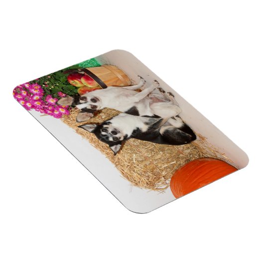 Chihuahuas im Fall Magnet (Rechte Seite)