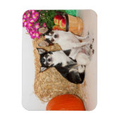 Chihuahuas im Fall Magnet (Vertikal)