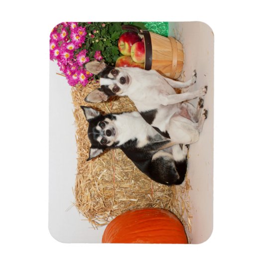 Chihuahuas im Fall Magnet (Vertikal)