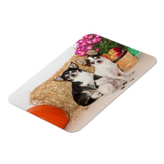 Chihuahuas im Fall Magnet (Linke Seite)