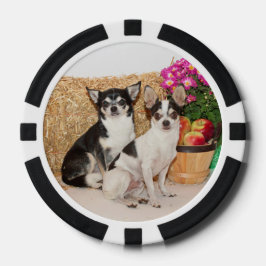 Chihuahuas im Fall Pokerchips
