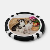 Chihuahuas im Fall Pokerchips (Einzeln)
