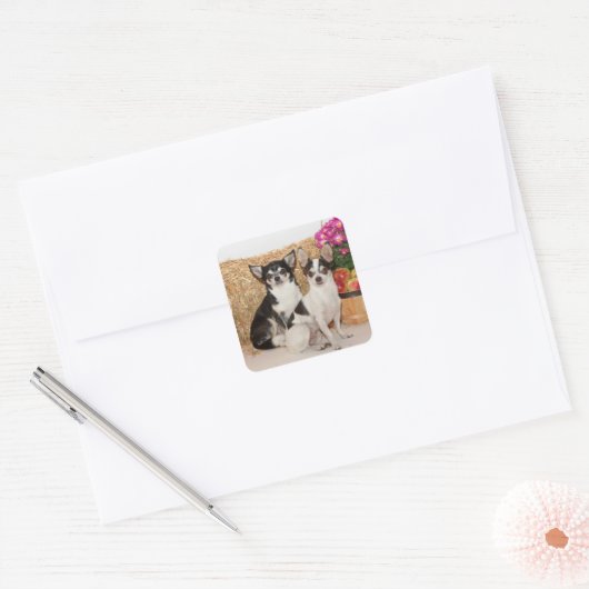 Chihuahuas im Fall Quadratischer Aufkleber (Umschlag)