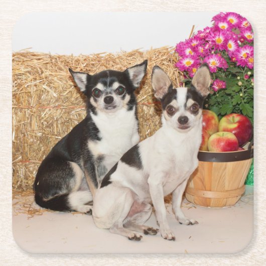Chihuahuas im Fall Rechteckiger Pappuntersetzer (Vorderseite)