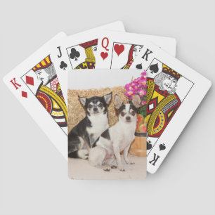 Chihuahuas im Fall Spielkarten