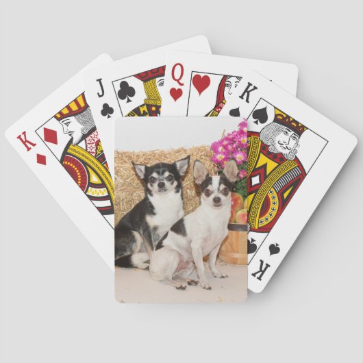Chihuahuas im Fall Spielkarten (Rückseite)