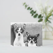Chihuahuas Postkarte (Stehend Vorderseite)