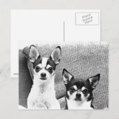 Chihuahuas Postkarte (Vorne/Hinten)