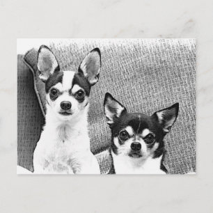 Chihuahuas Postkarte