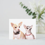Chihuahuas Postkarte (Stehend Vorderseite)
