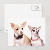 Chihuahuas Postkarte (Vorne/Hinten)