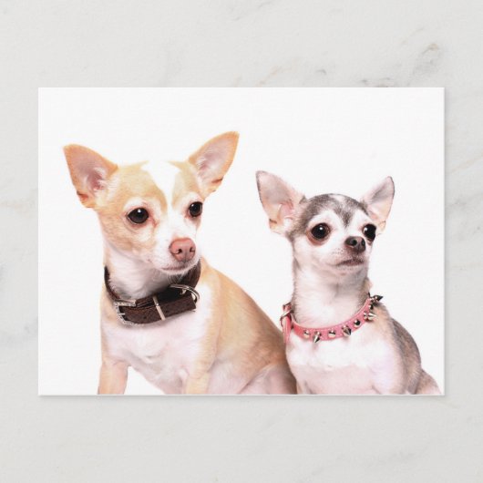 Chihuahuas Postkarte (Vorderseite)