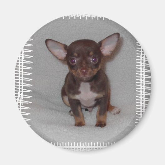 Chihuahuas Regel 1 Magnet (Vorne)
