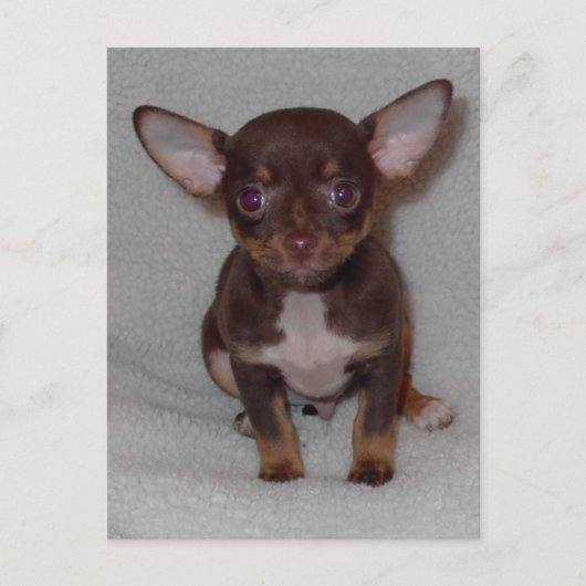Chihuahuas Regel 1 Postkarte (Vorderseite)
