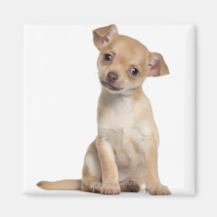 Chihuahuawelpe (2 Monate alte) Magnet