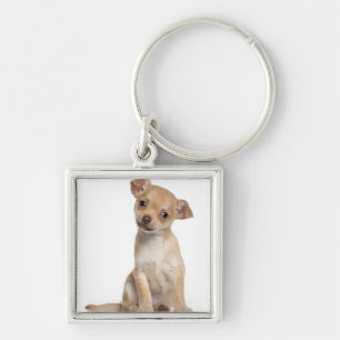 Chihuahuawelpe (2 Monate alte) Schlüsselanhänger