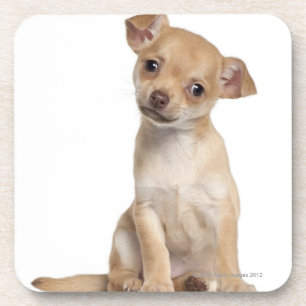 Chihuahuawelpe (2 Monate alte) Untersetzer