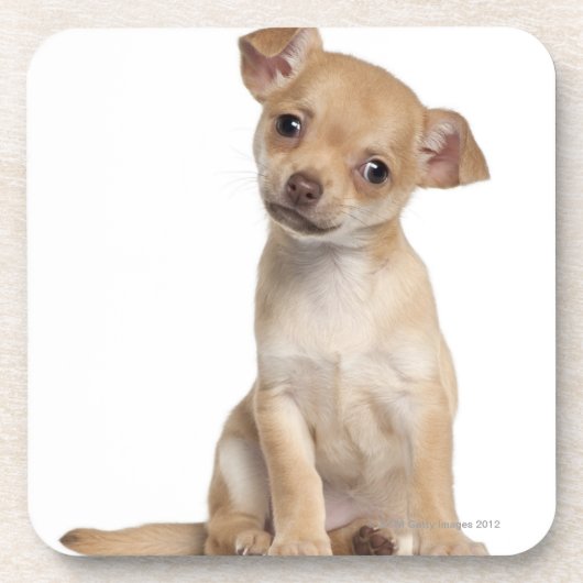 Chihuahuawelpe (2 Monate alte) Untersetzer (Vorderseite)