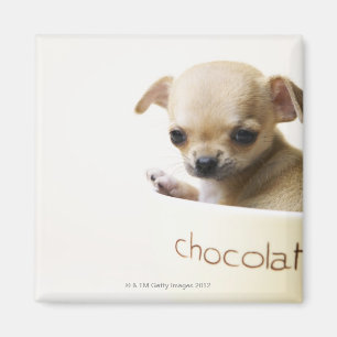 Chihuahuawelpe in der Schüssel (geerntet) Magnet