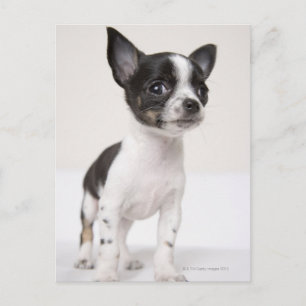 Chihuhua Welpe stehend auf weißem Stoff Postkarte