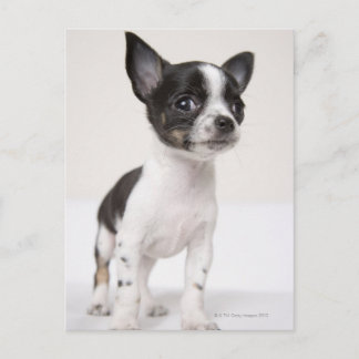 Chihuhua Welpe stehend auf weißem Stoff Postkarte