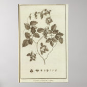 CHILE 4 POSTER (Vorne)