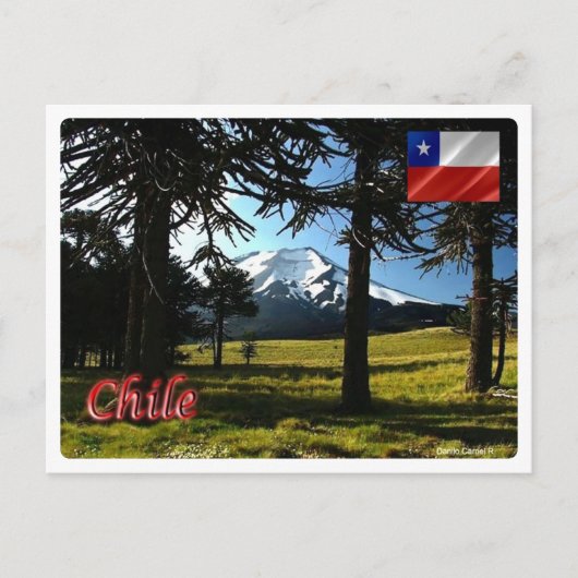Chile - Araucarias - Postkarte (Vorderseite)