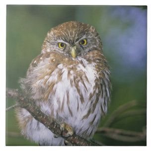 Chile, Aysen. Junger Austral-Sperlingskauz Fliese