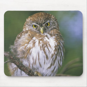 Chile, Aysen. Junger Austral-Sperlingskauz Mousepad