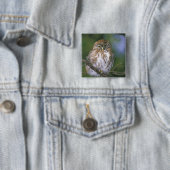 Chile, Aysen. Juvenile Autral Pygmy Owl Button (Beispiel)