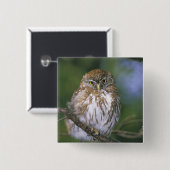 Chile, Aysen. Juvenile Autral Pygmy Owl Button (Vorne & Hinten)