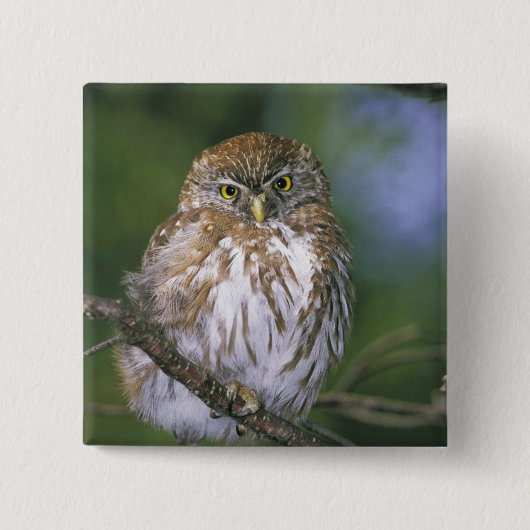 Chile, Aysen. Juvenile Autral Pygmy Owl Button (Vorderseite)