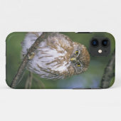 Chile, Aysen. Juvenile Autral Pygmy Owl Case-Mate iPhone Hülle (Rückseite (Horizontal))